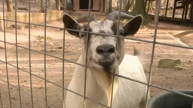 Khu bảo tồn động vật Yellow River lo ngại dự án 280 căn nhà tại Lilburn có thể đe dọa an toàn của động vật